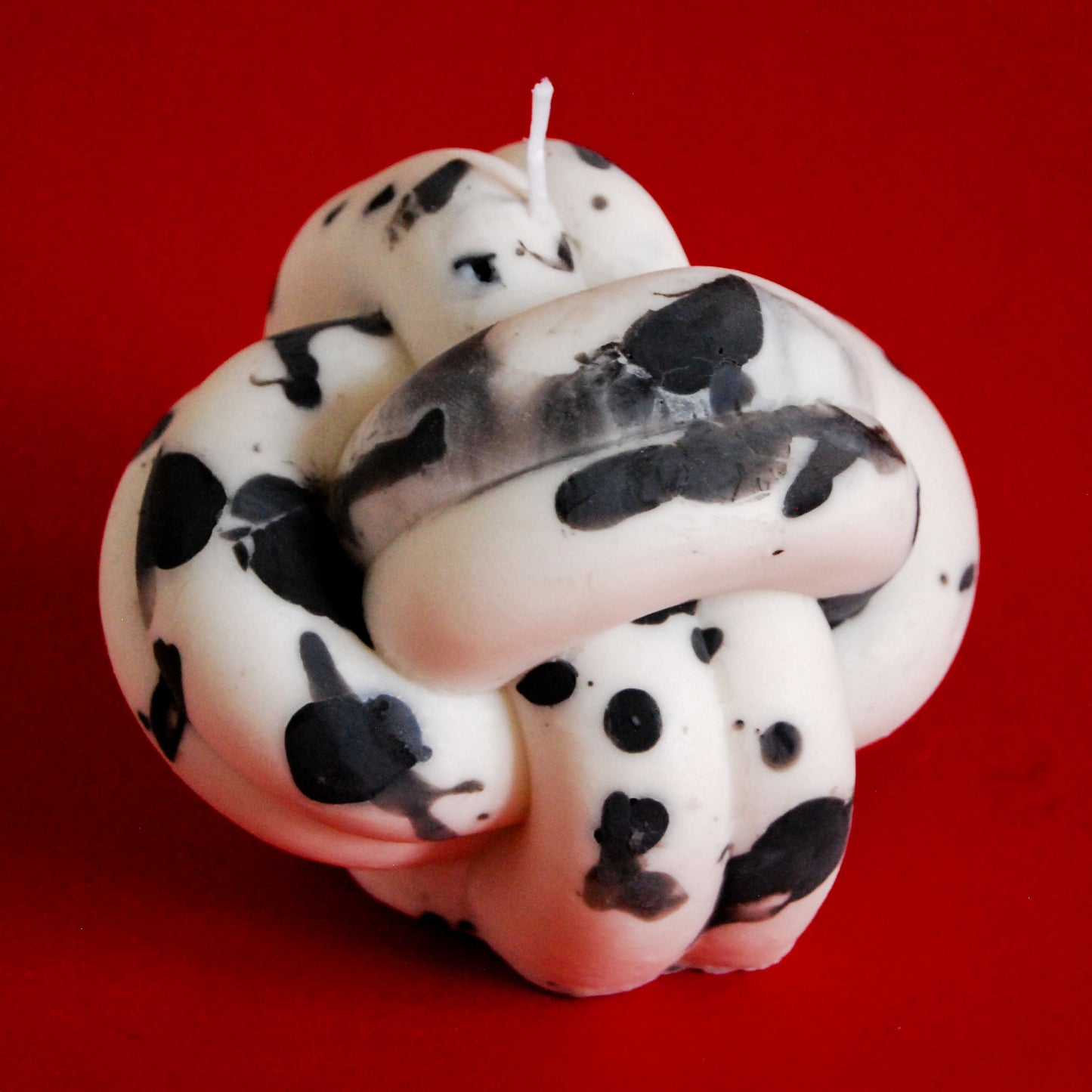 Vela nudo dalmata