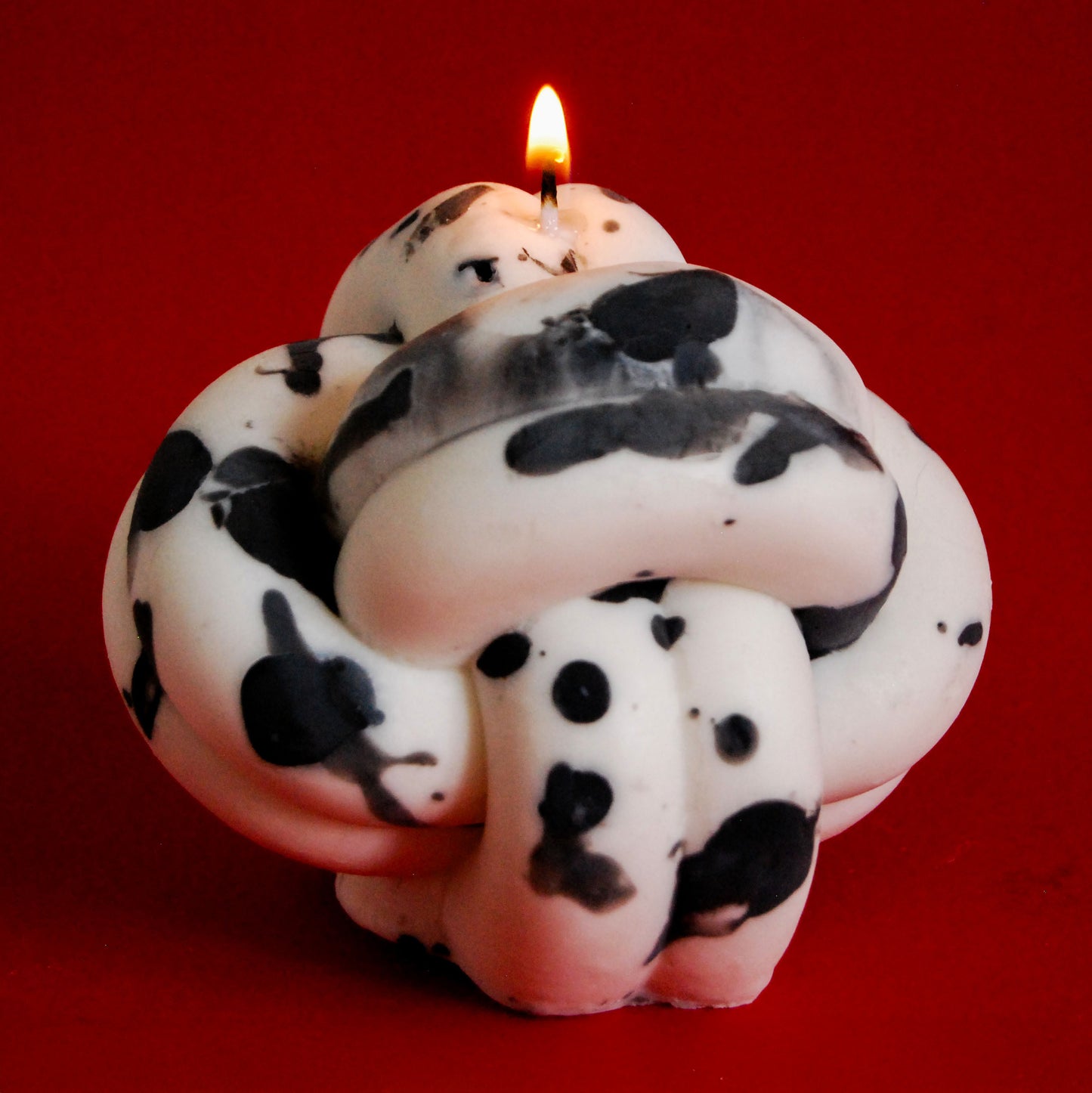 Vela nudo dalmata