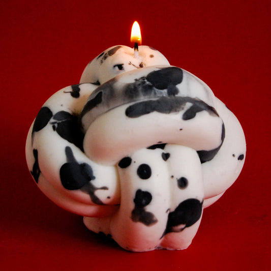 Vela nudo dalmata